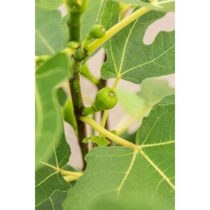 Plantiflor Feige Firoma Topf Durchmesser 23 cm Plantiflor Feige Firoma Topf Durchmesser 23 cm