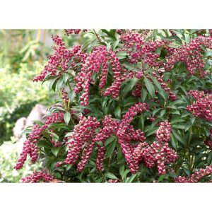 Plantiflor Lavendelheide Passion Topf Durchmesser 17 cm Plantiflor Lavendelheide Passion Topf Durchmesser 17 cm