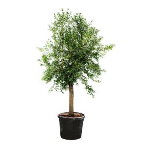 Oliven-Stamm Ornamento 180 cm Topf Durchmesser 50 cm Oliven-Stamm Ornamento 180 cm Topf Durchmesser 50 cm