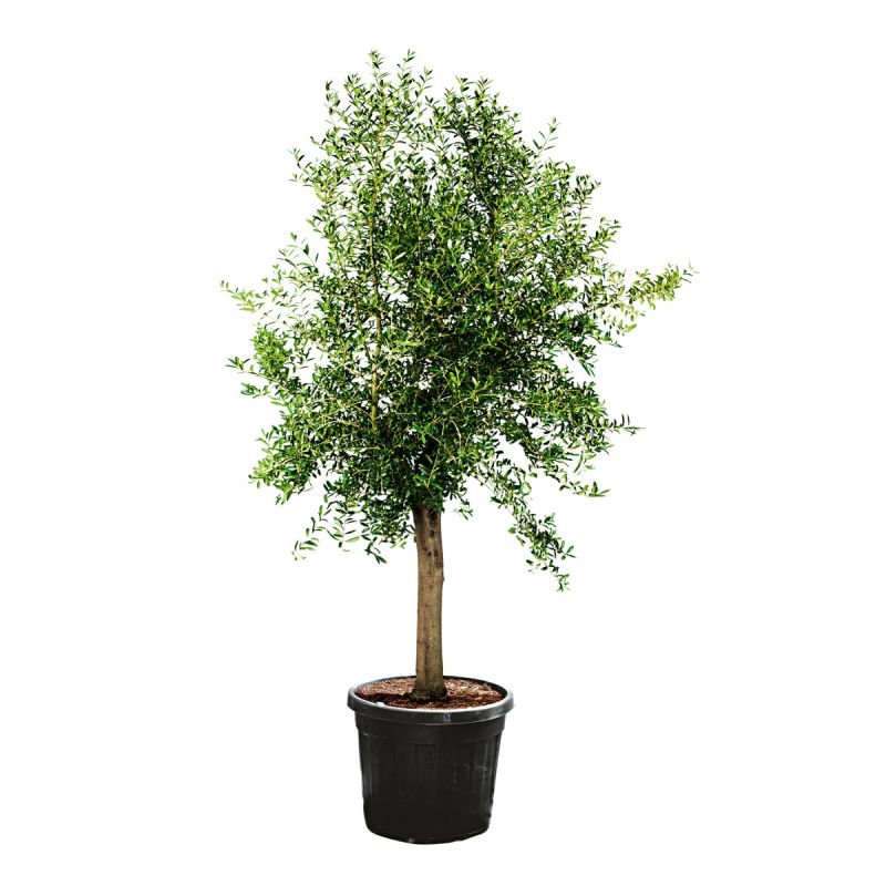 Oliven-Stamm Ornamento 180 cm Topf Durchmesser 50 cm