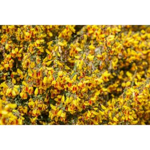 Plantiflor Besenginster Topf Durchmesser 19 cm Plantiflor Besenginster Topf Durchmesser 19 cm