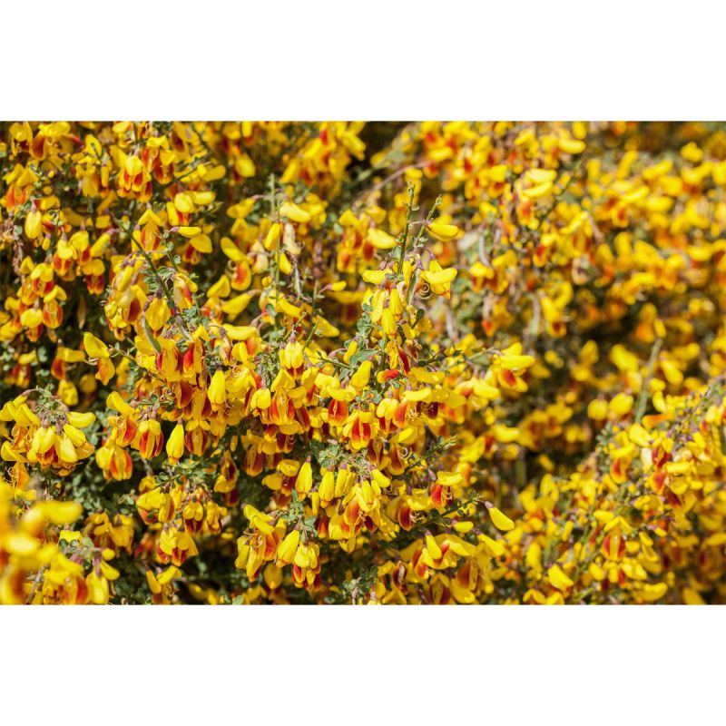 Plantiflor Besenginster Topf Durchmesser 19 cm