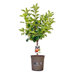 Plantiflor Zwergapfel Delicado Topf Durchmesser 24 cm Plantiflor Zwergapfel Delicado Topf Durchmesser 24 cm