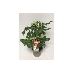 Plantiflor Kirschtomate Pick-a-Tom T14 Plantiflor Kirschtomate Pick-a-Tom T14