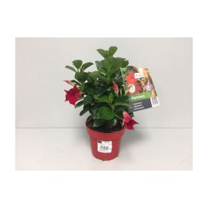 Plantiflor Dipladenie Topf Durchmesser 13 cm Plantiflor Dipladenie Topf Durchmesser 13 cm