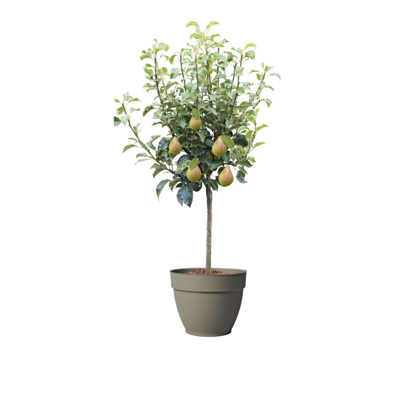 Plantiflor Zwergbirne Luisa Topf Durchmesser 24 cm