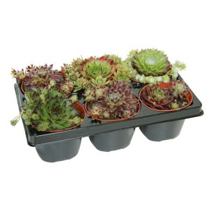Plantiflor Hauswurz Topf-Ø 9 cm 6er-Pack Plantiflor Hauswurz Topf-Ø 9 cm 6er-Pack