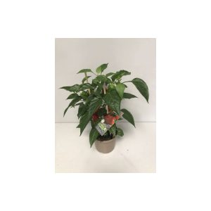 Plantiflor Rote Mini-Paprika Pick-a-Pep T14 Plantiflor Rote Mini-Paprika Pick-a-Pep T14