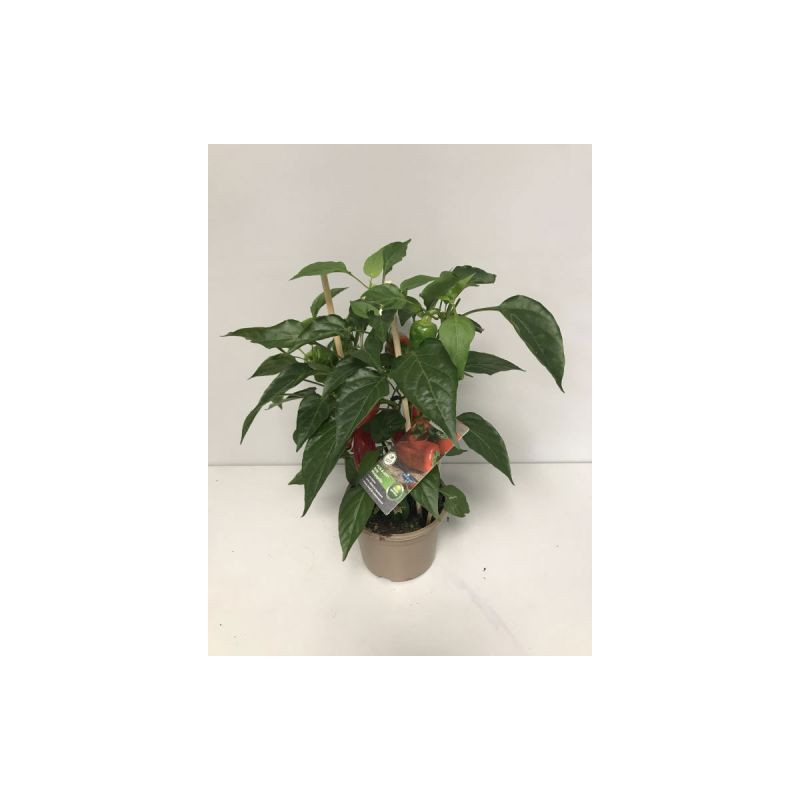 Plantiflor Rote Mini-Paprika Pick-a-Pep T14
