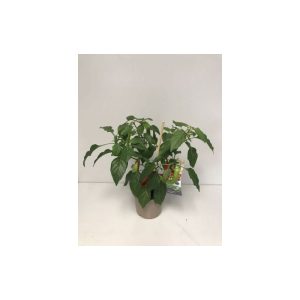 Plantiflor Rote Chili Pick-a-Hot T14