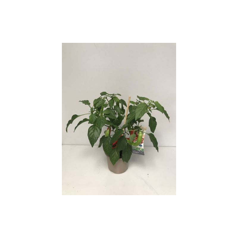 Plantiflor Rote Chili Pick-a-Hot T14
