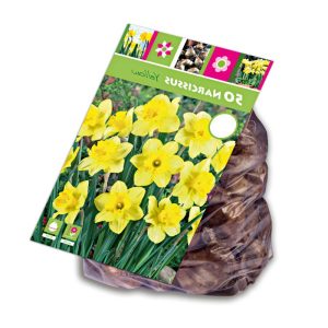 Blumenzwiebel Narzisse Rip van Winkle Topf Durchmesser 10,5 cm Blumenzwiebel Narzisse Rip van Winkle Topf Durchmesser 10,5 cm