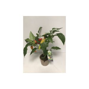 Plantiflor Chili Mild Tricolor Pick-a-Hot Pep T14 Plantiflor Chili Mild Tricolor Pick-a-Hot Pep T14