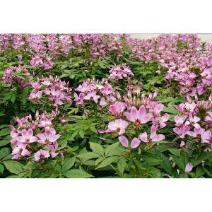 Plantiflor Cleome Topf Durchmesser 12 cm Plantiflor Cleome Topf Durchmesser 12 cm