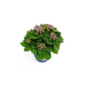 Plantiflor  Leberbalsam T13