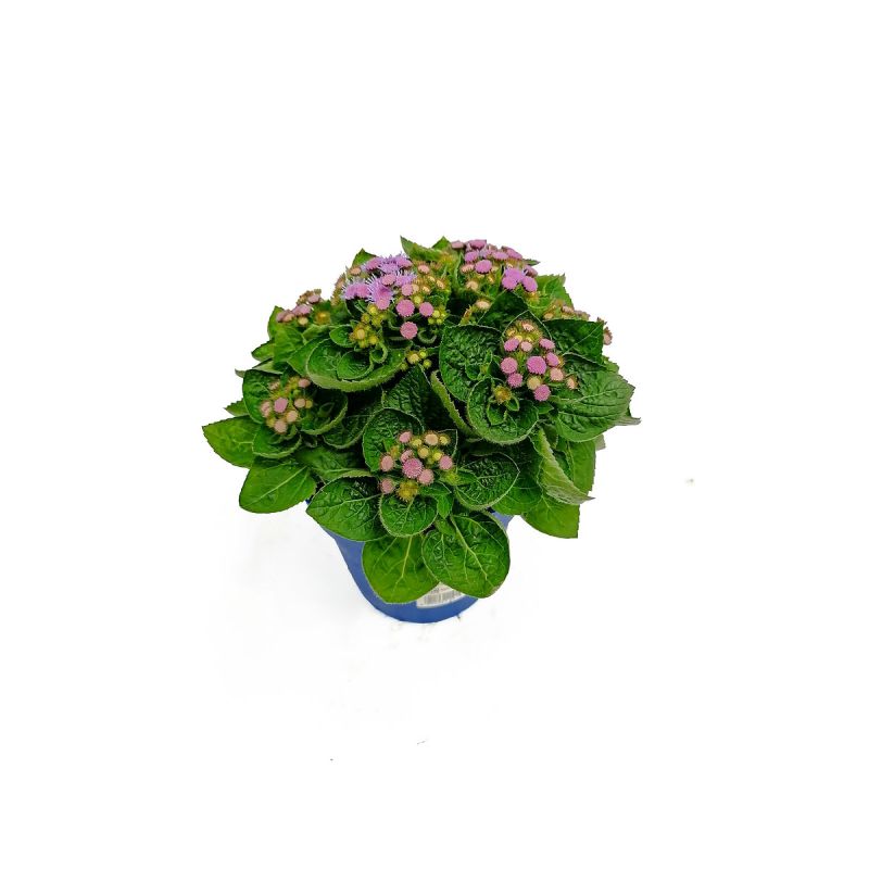 Plantiflor Leberbalsam T13