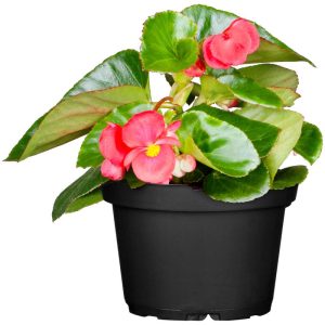 Plantiflor Begonie Durchmesser 13 cm Plantiflor Begonie Durchmesser 13 cm