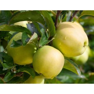 Plantiflor Säulenapfel Golden Sensation Topf Durchmesser 23 cm Plantiflor Säulenapfel Golden Sensation Topf Durchmesser 23 cm