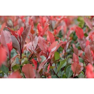 Plantiflor Glanzmispel Little Red Robin Topf Durchmesser 19 cm Plantiflor Glanzmispel Little Red Robin Topf Durchmesser 19 cm