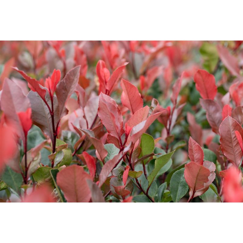 Plantiflor Glanzmispel Little Red Robin Topf Durchmesser 19 cm