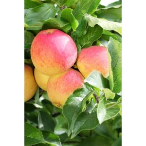 Plantiflor Zwergapfel Galina Stamm Topf Durchmesser 23 cm Plantiflor Zwergapfel Galina Stamm Topf Durchmesser 23 cm