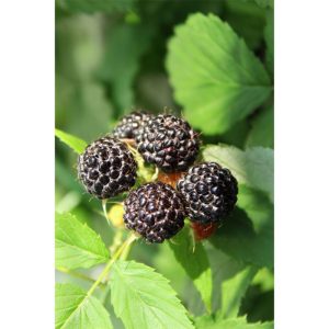 Plantiflor Schwarze Imbeere Black Jewel Topf Durchmesser 17 cm Plantiflor Schwarze Imbeere Black Jewel Topf Durchmesser 17 cm