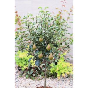 Plantiflor Zwergbirne Louisa Stamm Topf Durchmesser 23 cm Plantiflor Zwergbirne Louisa Stamm Topf Durchmesser 23 cm
