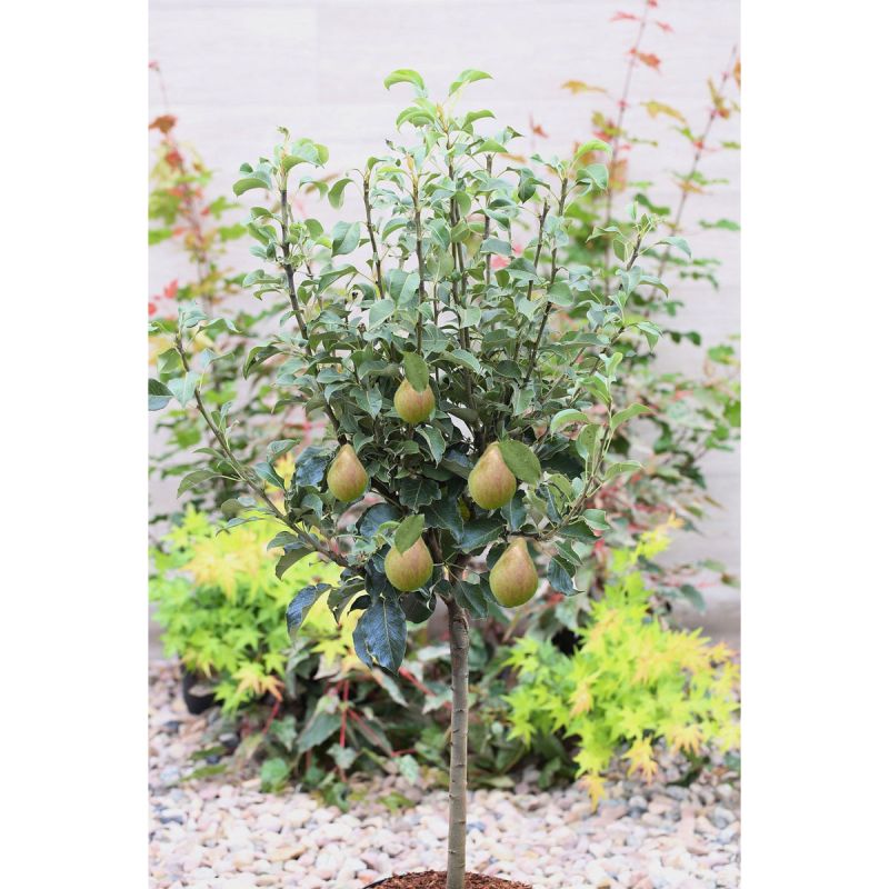 Plantiflor Zwergbirne Louisa Stamm Topf Durchmesser 23 cm
