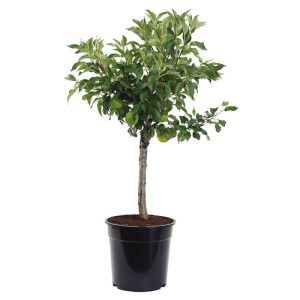 Plantiflor Apfelbaum Elstar Gartenhochstamm 175-225 cm Plantiflor Apfelbaum Elstar Gartenhochstamm 175-225 cm