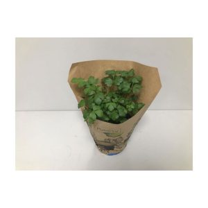 Plantiflor Bio-Petersilie glatt T14 Plantiflor Bio-Petersilie glatt T14