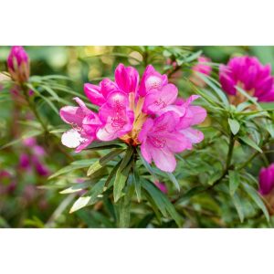 Plantiflor Alpenrose Graziella Topf Durchmesser 23 cm Plantiflor Alpenrose Graziella Topf Durchmesser 23 cm