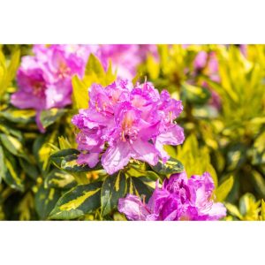 Plantiflor Alpenrose Goldflimmer Topf Durchmesser 23 cm Plantiflor Alpenrose Goldflimmer Topf Durchmesser 23 cm