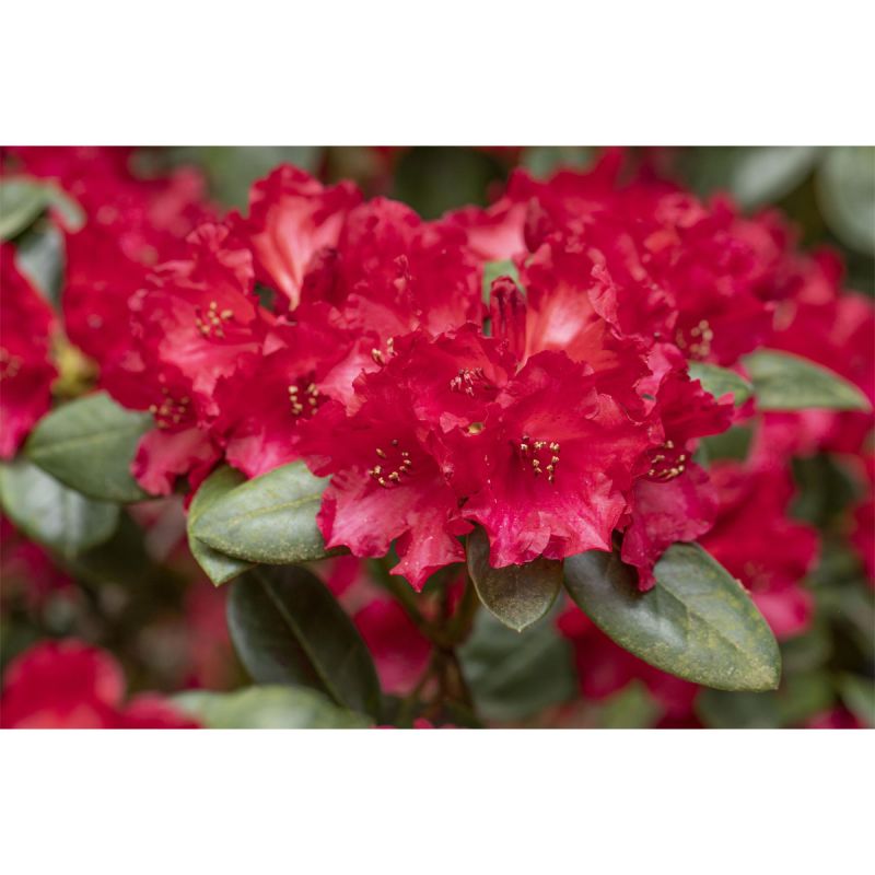 Plantiflor Alpenrose Tromba Topf Durchmesser 23 cm