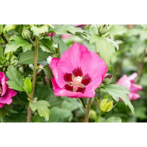 Plantiflor Garteneibisch Big Hibskiss Topf Durchmesser 24 cm Plantiflor Garteneibisch Big Hibskiss Topf Durchmesser 24 cm