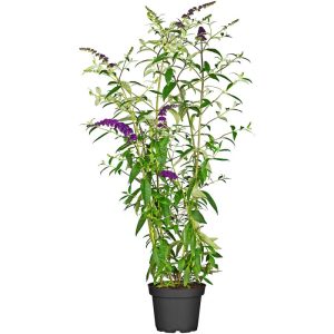 Plantiflor Schmetterlingsstrauch im Topf Durchmesser 19 cm Plantiflor Schmetterlingsstrauch im Topf Durchmesser 19 cm