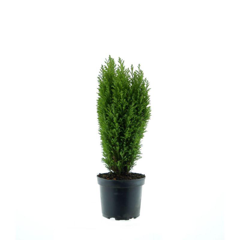 Plantiflor Gartenzypresse Ellwoods Gold Pillar Topf Durchmesser 17 cm