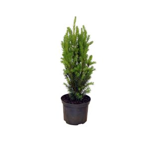 Plantiflor Fruchtlose Becher-Eibe Schirmform Topf Durchmesser 17 cm Plantiflor Fruchtlose Becher-Eibe Schirmform Topf Durchmesser 17 cm
