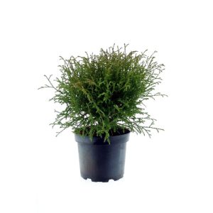 Plantiflor Abendländischer Lebensbaum Bowling Ball Topf Durchmesser 17 cm Plantiflor Abendländischer Lebensbaum Bowling Ball Topf Durchmesser 17 cm