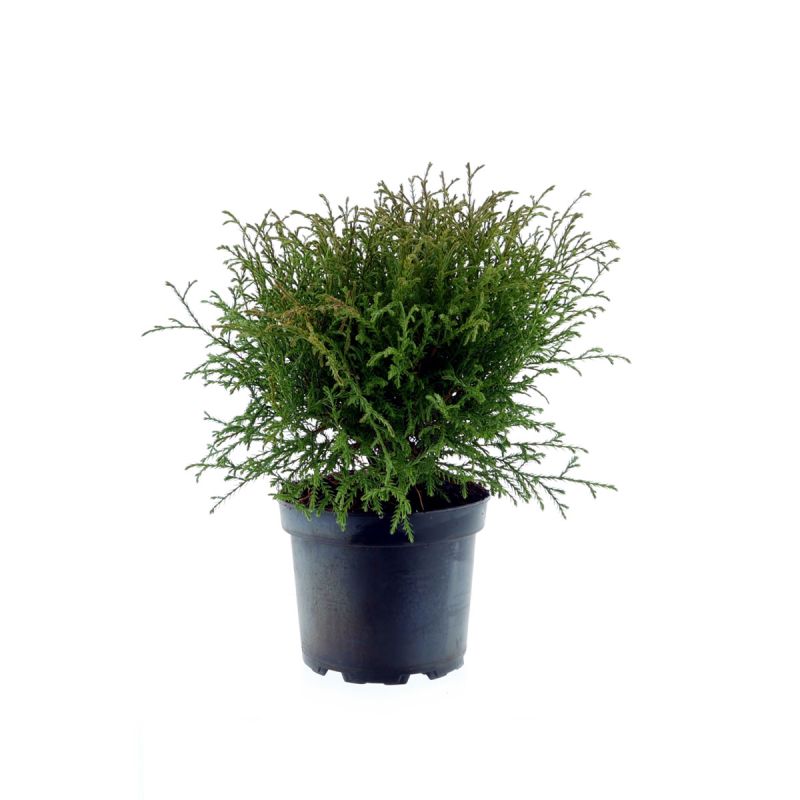 Plantiflor Abendländischer Lebensbaum Bowling Ball Topf Durchmesser 17 cm