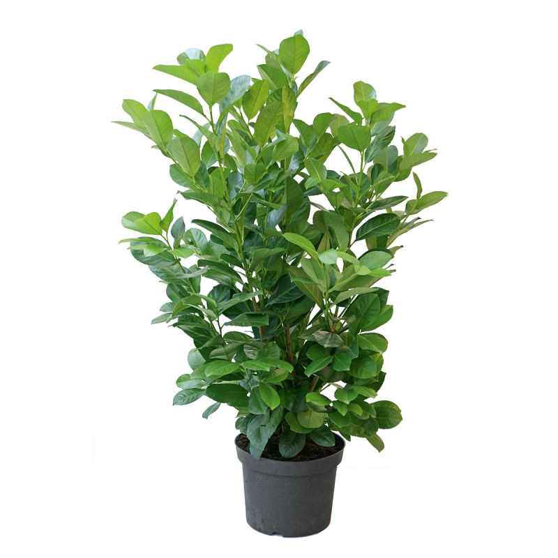 Plantiflor Kirschlorbeer Novita 80-100 cm