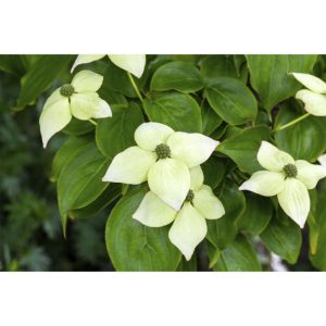 Plantiflor Chinesischer Blumen-Hartriegel Topf Durchmesser 21 cm Plantiflor Chinesischer Blumen-Hartriegel Topf Durchmesser 21 cm
