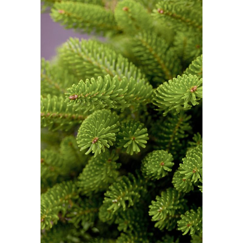 Plantiflor Zwerg-Koreatanne Molli Topf Durchmesser 19 cm
