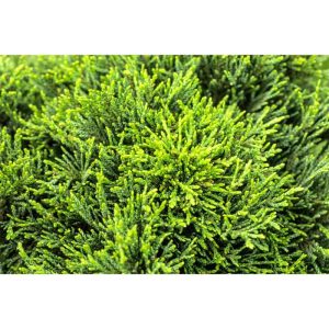 Plantiflor Zwergzypresse Green Globe Topf Durchmesser 17 cm Plantiflor Zwergzypresse Green Globe Topf Durchmesser 17 cm