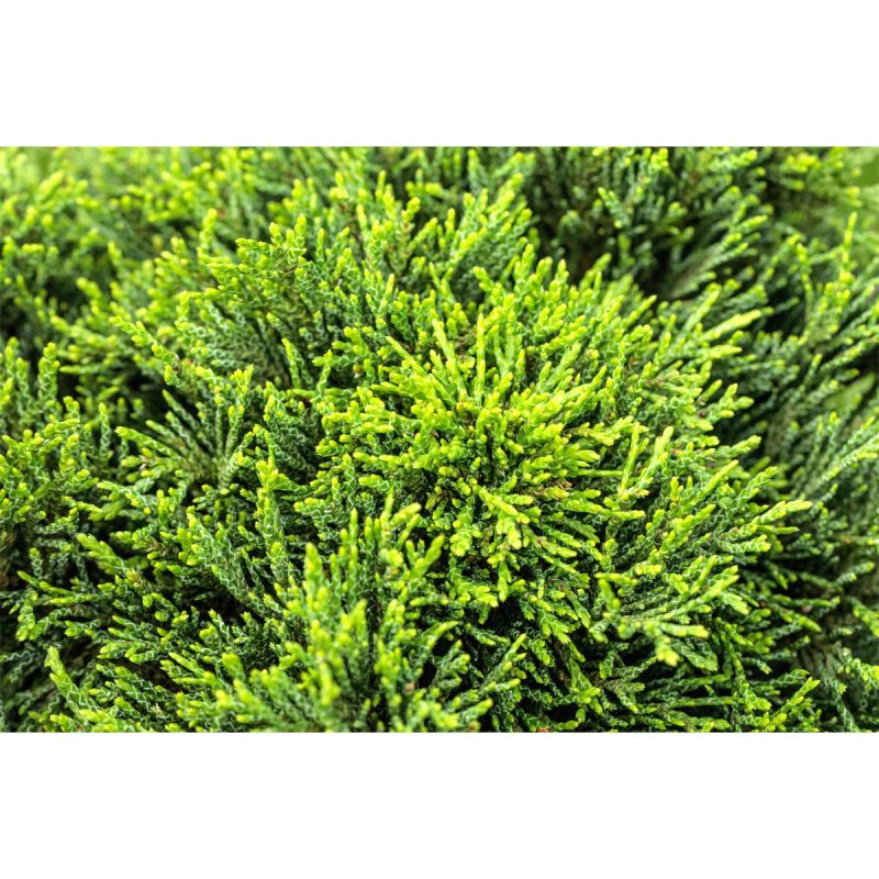 Plantiflor Zwergzypresse Green Globe Topf Durchmesser 17 cm
