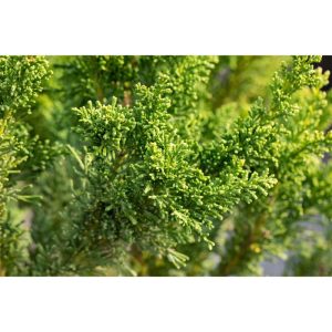 Plantiflor Zypresse Draht Topf Durchmesser 17 cm Plantiflor Zypresse Draht Topf Durchmesser 17 cm