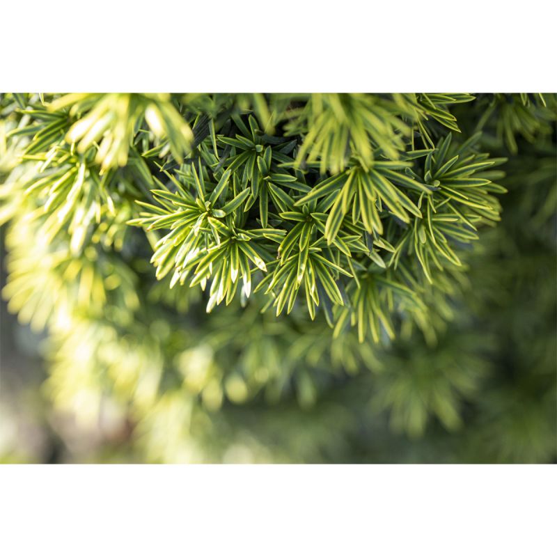 Plantiflor Gelbe Säuleneibe Fastigiata Aurea Topf Durchmesser 17 cm