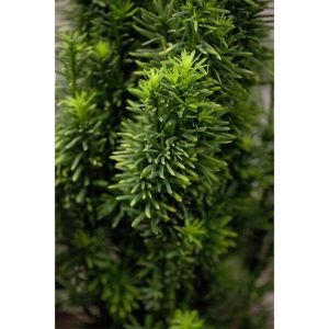 Plantiflor Grüne Säuleneibe Robusta Topf Durchmesser 17 cm Plantiflor Grüne Säuleneibe Robusta Topf Durchmesser 17 cm