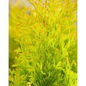 Plantiflor Lebensbaum Golden Smaragd Topf Durchmesser 19 cm Plantiflor Lebensbaum Golden Smaragd Topf Durchmesser 19 cm