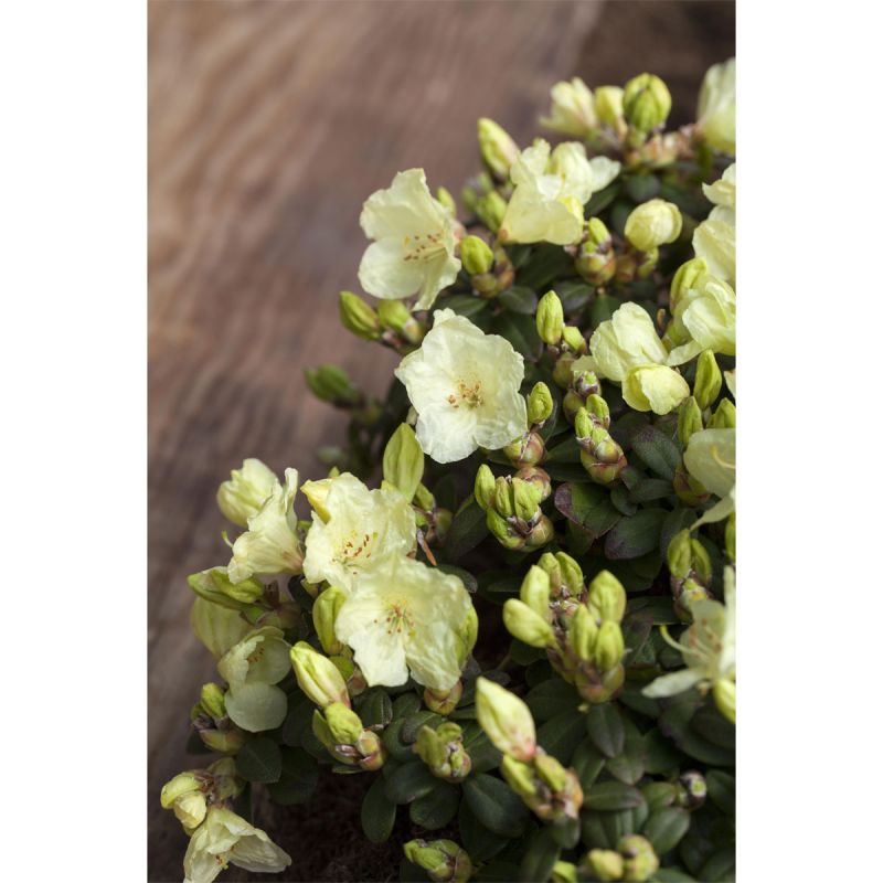 Plantiflor Keiskei-Rhododendron Wren Topf Durchmesser 17 cm