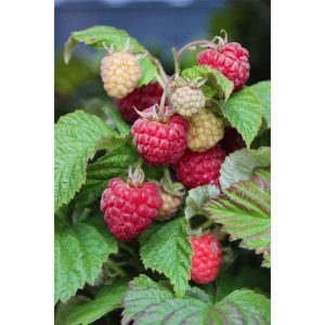 Plantiflor Rote Himbeere Autum First Topf Durchmesser 17 cm Plantiflor Rote Himbeere Autum First Topf Durchmesser 17 cm